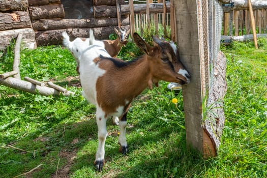 charming portrait of a dwarf goat