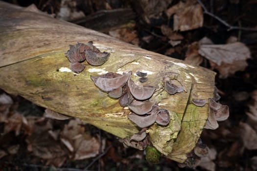 Judasohr, Holunderpilz (Auricularia auricula-judae) an einem Holunderstamm