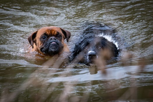 Two faces of funny dogs in the water? They are swiming in a lake