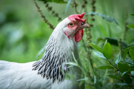 Hens feed on the traditional rural barnyard at sunny day. Detail of hen head. Chickens sitting in henhouse. Close up of chicken standing on barn yard with the chicken coop. Free range poultry farming
