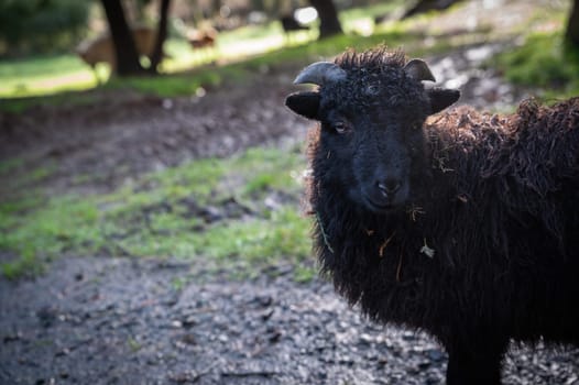 beautiful little black sheep from Brittany