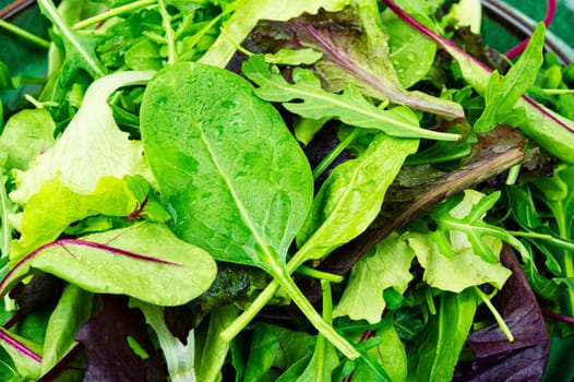 Green fresh salad with arugula, spinach, purple lettuce and chard. Fresh spring salad.