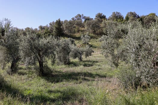Old olive groves on a hillside in Montemassi in the province of Grosseto. Tuscany. Italy