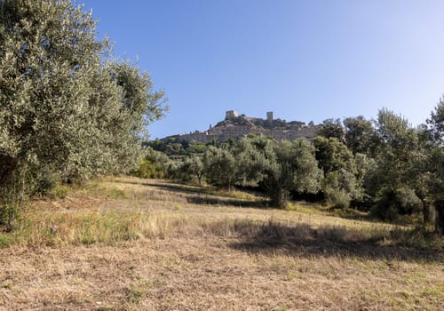 Old olive groves on a hillside in Montemassi in the province of Grosseto. Tuscany. Italy