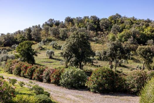 Old olive groves and oleander bushes on a hillside in Montemassi in the province of Grosseto. Tuscany. Italy