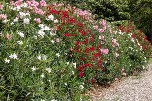 Beautiful small Oleander flowers. a poisonous evergreen  shrub that is widely grown in warm countries for its clusters of white, pink, or red flowers.