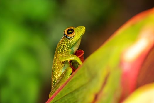 Boophis elenae, endemic species of frog in the family Mantellidae, Ranomafana National Park, Madagascar wildlife animal