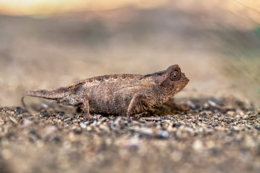 Brookesia brygooi, known as Brygoo's chameleon, Brygoo's pygmy chameleon, and the leaf chameleon, endemic species of chameleon, lizard in the family Chameleonidae, Anja Community Reserve / Ambalavao