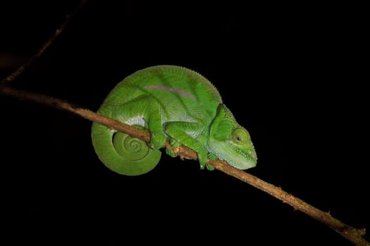 O'Shaughnessy's chameleon (Calumma oshaughnessyi), endemic species of chameleon, Andasibe-Mantadia National Park, Madagascar wildlife animal