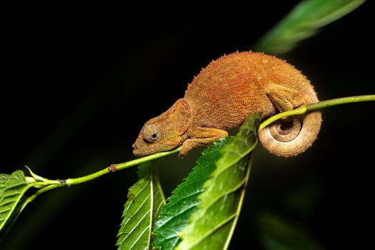 Calumma crypticum, commonly known as the cryptic chameleon or blue-legged chameleon, species of endemic chameleon, Reserve Peyrieras Madagascar Exotic wildlife animal