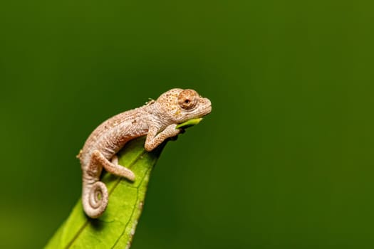 Calumma fallax (juvenile), deceptive chameleon or short-nosed deceptive chameleon, endemic species of chameleon, Ranomafana National Park, Madagascar wildlife animal