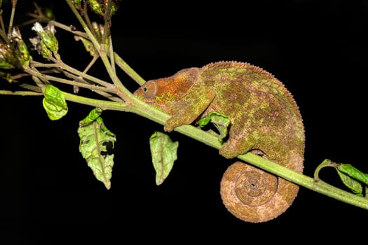 Calumma crypticum, commonly known as the cryptic chameleon or blue-legged chameleon, species of endemic chameleon, Reserve Peyrieras Madagascar Exotic wildlife animal