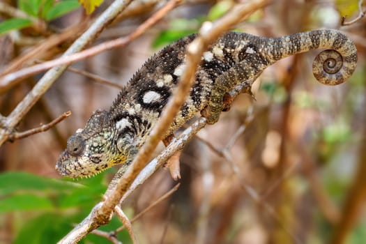 Malagasy giant chameleon or Oustalet's chameleon (Furcifer oustaleti), large species of endemic chameleon, Reserve Peyrieras Madagascar Exotic. Madagascar wildlife animal