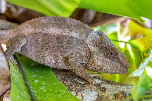 Male of Short-horned chameleon (Calumma brevicorne), Endemic animal. Reserve Peyrieras Madagascar Exotic, Madagascar wildlife animal.