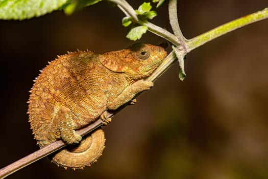 Calumma crypticum, commonly known as the cryptic chameleon or blue-legged chameleon, species of endemic chameleon, Reserve Peyrieras Madagascar Exotic wildlife animal
