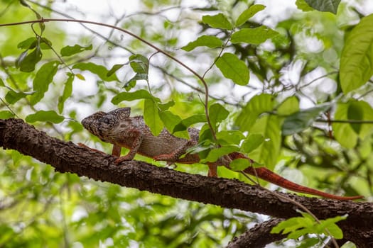 Furcifer nicosiai is a large endemic species of chameleon, a lizard in the family Chamaeleonidae, Tsingy de Bemaraha, Madagascar wildlife animal.