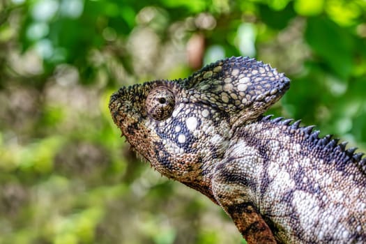 Malagasy giant chameleon or Oustalet's chameleon (Furcifer oustaleti) male, large species of endemic chameleon, Isalo National Park. Madagascar wildlife animal
