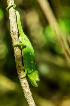 Furcifer verrucosus, known as the warty chameleon, spiny chameleon or crocodile chameleon, endemic species of small reptile. Isalo National Park, Madagascar wildlife