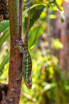 Panther chameleon, (Furcifer pardalis), endemic species of chameleon, Reserve Peyrieras Madagascar Exotic. Madagascar wildlife animal.