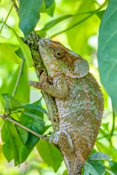 Calumma crypticum, commonly known as the cryptic chameleon or blue-legged chameleon, species of endemic chameleon, Reserve Peyrieras Madagascar Exotic wildlife animal