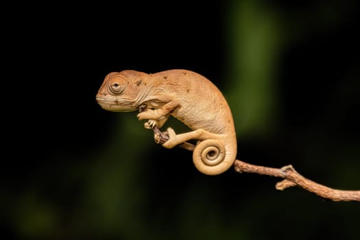 Malagasy giant chameleon or Oustalet's chameleon (Furcifer oustaleti), baby of large species of endemic chameleon, Menabe Miandrivazo. Madagascar wildlife animal