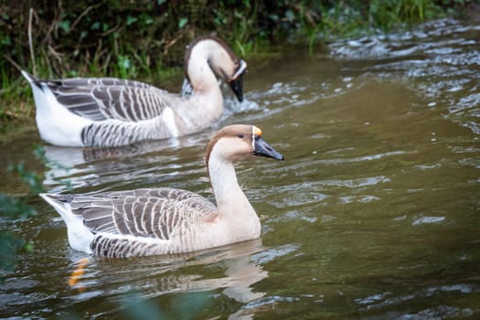 a couple of geese are walking in freedom towards a river