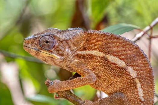 Angel's chameleon (Furcifer angeli), initially described as Chamaeleo angeli, endemic species of chameleon, Reserve Peyrieras Madagascar Exotic, Madagascar wildlife animal