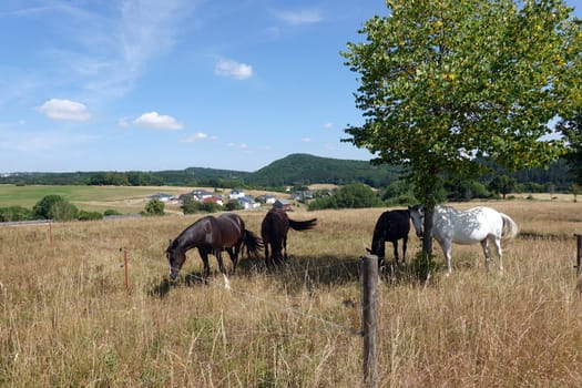 Eifellandschaft bei Uess mit vier Pferden auf einer Weide, Rheinland-Pfalz, Deutschland, Kelberg