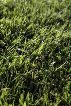 Detail of green grass in the forest, nature and environment