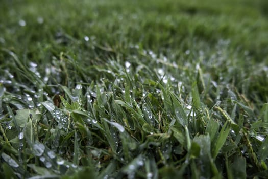 Detail of green grass in the forest, nature and environment