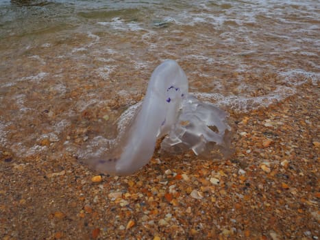 A transparent jellyfish is thrown by a wave onto the sandy shore. Ecology problems. Watered connective tissue of the mesoglea. Medusa- a phase of the life cycle of creepers from the subtype Medusozoa.