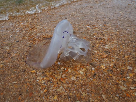 A transparent jellyfish is thrown by a wave onto the sandy shore. Ecology problems. Watered connective tissue of the mesoglea. Medusa- a phase of the life cycle of creepers from the subtype Medusozoa.