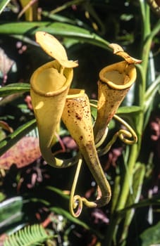 Madagascar pitcher plant (Nepenthes madagascariensis), Taolagnaro, Anosy, Madagascar, Africa.