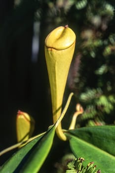 Madagascar pitcher plant (Nepenthes madagascariensis), Taolagnaro, Anosy, Madagascar, Africa