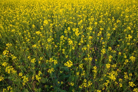 Blooming Yellow Rapeseed flowers in the field.  can be used as a floral texture background