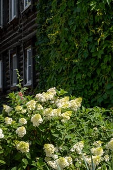 A log house hidden under thick green vines and surrounded by delicate hydrangea flowers on a sunny summer day. Harmony of nature and man-made architecture.