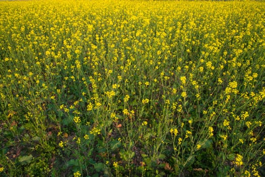 Blooming Yellow Rapeseed flowers in the field.  can be used as a floral texture background