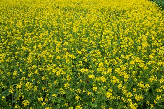 Blooming Yellow Rapeseed flowers in the field.  can be used as a floral texture background