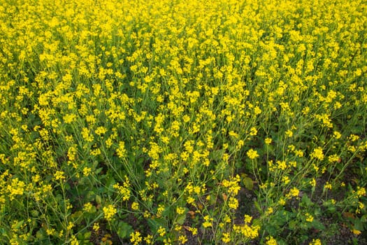 Blooming Yellow Rapeseed flowers in the field.  can be used as a floral texture background