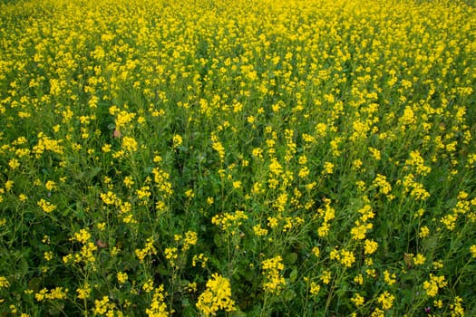 Blooming Yellow Rapeseed flowers in the field.  can be used as a floral texture background