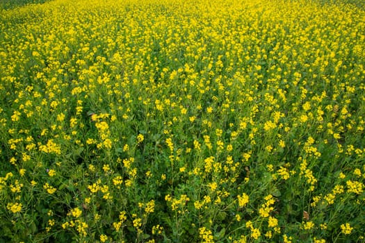 Blooming Yellow Rapeseed flowers in the field.  can be used as a floral texture background
