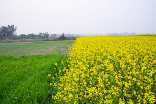 Beautiful Floral Landscape View of Rapeseed blossoms in a field in the countryside of Bangladesh
