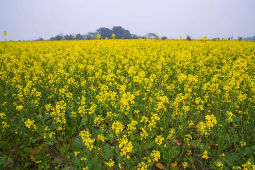 Beautiful Floral Landscape View of Rapeseed blossoms in a field in the countryside of Bangladesh