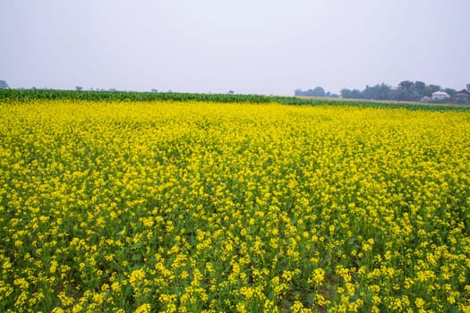 Beautiful Floral Landscape View of Rapeseed blossoms in a field in the countryside of Bangladesh