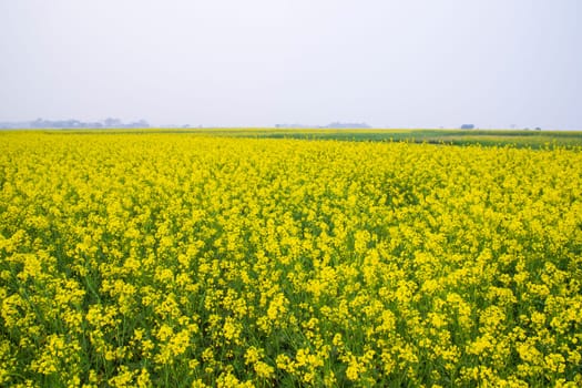 Beautiful Floral Landscape View of Rapeseed blossoms in a field in the countryside of Bangladesh