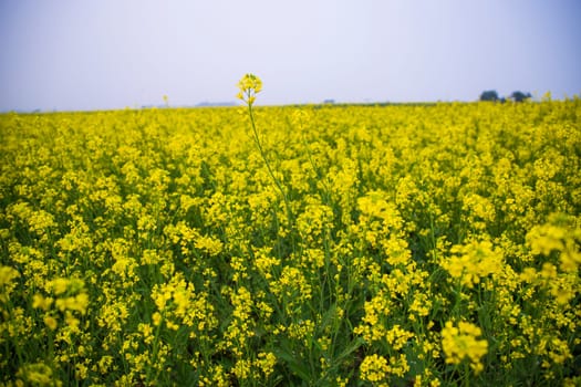 Beautiful Floral Landscape View of Rapeseed blossoms in a field in the countryside of Bangladesh