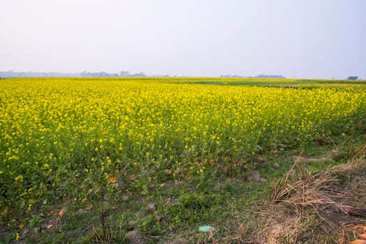 Beautiful Floral Landscape View of Rapeseed blossoms in a field in the countryside of Bangladesh