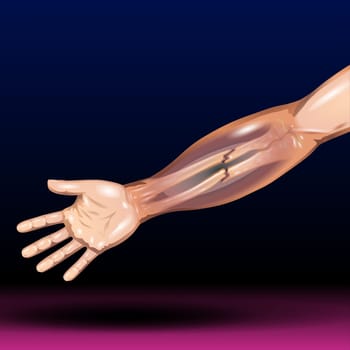 the arm proper  two thinner bones, the radius and ulna, in the forearm  and sets of carpal and metacarpal bones in the hand and digits in the fingers