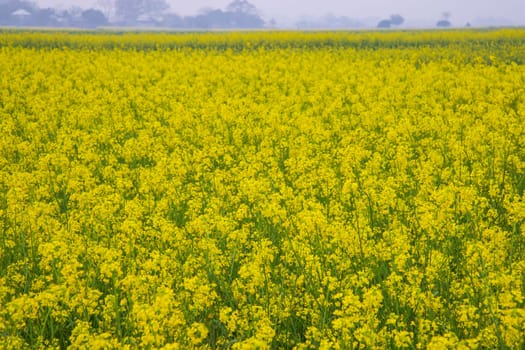 Beautiful Floral Landscape View of Rapeseed blossoms in a field in the countryside of Bangladesh