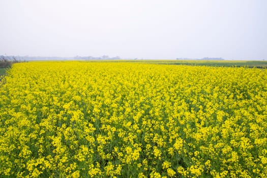 Beautiful Floral Landscape View of Rapeseed blossoms in a field in the countryside of Bangladesh